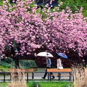 Illustrationsbild: Människor går i en park i Tokyo. 