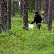 Bärplockare i en skog i norra Uppland.