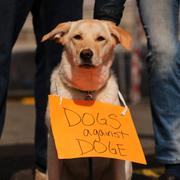 En hund deltar i en demonstration mot Doge i mars 2025. 