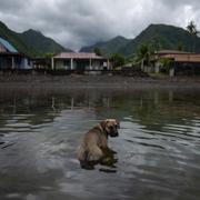 En hund i vattnet utanför Tahiti, som hör till Franska Polynesien. 