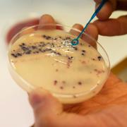 Antibiotikaresistenta bakterier på Veterinärinstitutet i Oslo. Arkivbild. 
