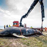 Valen flyttades från platsen under måndagen.