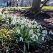 Blommande snödroppar i den värmande vårsolens strålar vid Östra Vallgatan utmed Kanalen i centrala Malmö sista helgen i februari 2024. 