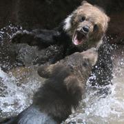 Två Hokkaido-brunbjörnar på Ueno Zoo i Tokyo. 