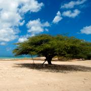 Bild från Aruba. 
