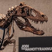 Nanotyrannusskelettet Jodi visas på Sotheby’s auktionsverk.