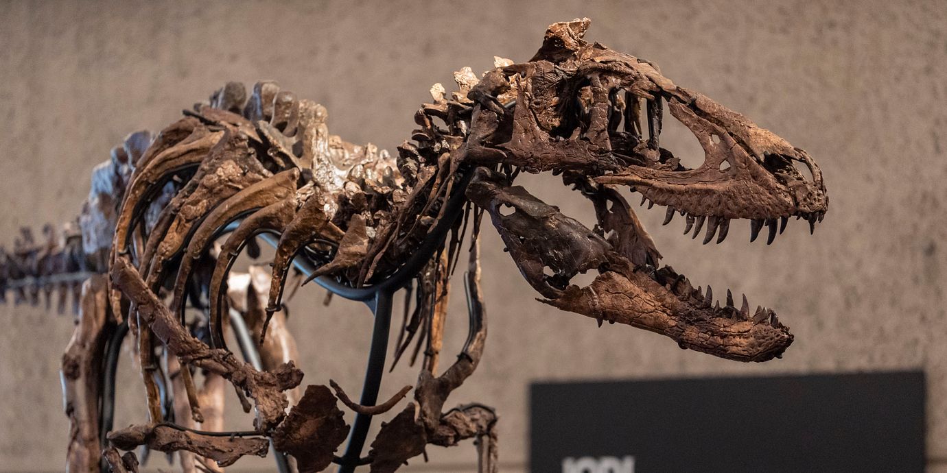 Nanotyrannusskelettet Jodi visas på Sotheby’s auktionsverk.