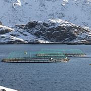 En fiskodling vid norska Lofoten.