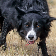 Kanadagäss vid Långholmen i Stockholm och en border collie. Arkivbilder.