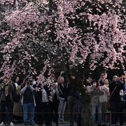Människor vid ett av Tokyos alla körsbärsträd.