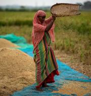 En lantbrukare med ris i Indien. Anupam Nath / AP