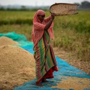 En lantbrukare med ris i Indien. Anupam Nath / AP