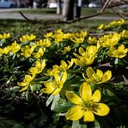 Vintergäck i Malmö i februari 2024.