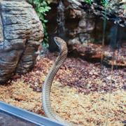 En kungskobra rymde från sitt terrarium på Skansenakvariet i Stockholm under lördagen.