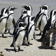 Pingviner vid Boulders Beach i Kapstaden.