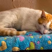 Katter sover 12–16 timmar per dygn och föredrar upphöjda platser där en fiende måste närma sig underifrån.