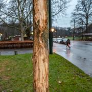 Vandaliserade träd utanför Stadsbiblioteket i Malmö. 