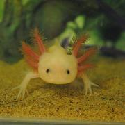 Axlotl. 