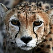 Arkivbild. En asiatisk gepard fotad i nordöstra Iran.