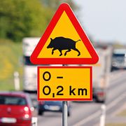 I Skåne finns flera sträckor med risk för viltolyckor.