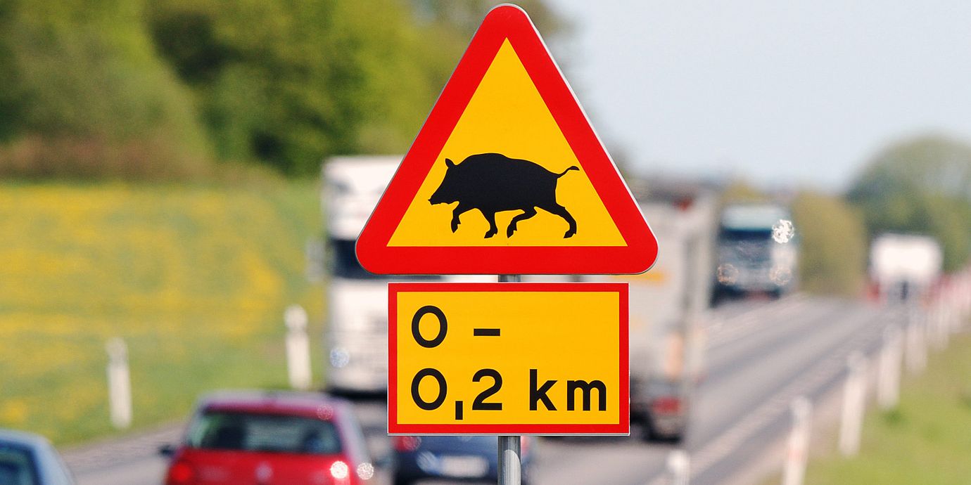 I Skåne finns flera sträckor med risk för viltolyckor.