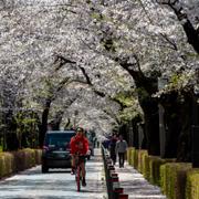 Körsbärsträden blommar i Tokyo.