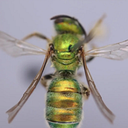 Bina ändrar färg från metallic-blå till koppargrön.