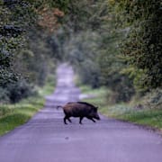 Ett vildsvin. Arkivbild. 