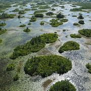 Vy över en del av Okefenokee i Georgia i USA.