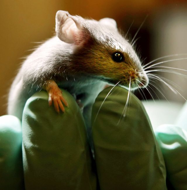 This is a Tuesday, Jan. 24, 2006 file photo of a laboratory mouse as it looks over the gloved hand of a technician at the Jackson Laboratory, in Bar Harbor, Maine. ROBERT F. BUKATY / Ap