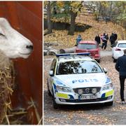 Arkivbild på Lamm, bild från Stora Blecktornsparken under fredagen.