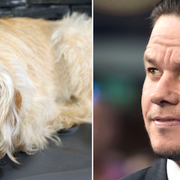 Hunden Arthurs liv blir film med Mark Wahlberg.