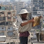Biodlare skördar honung i Gaza stad den 8 augusti 2026.