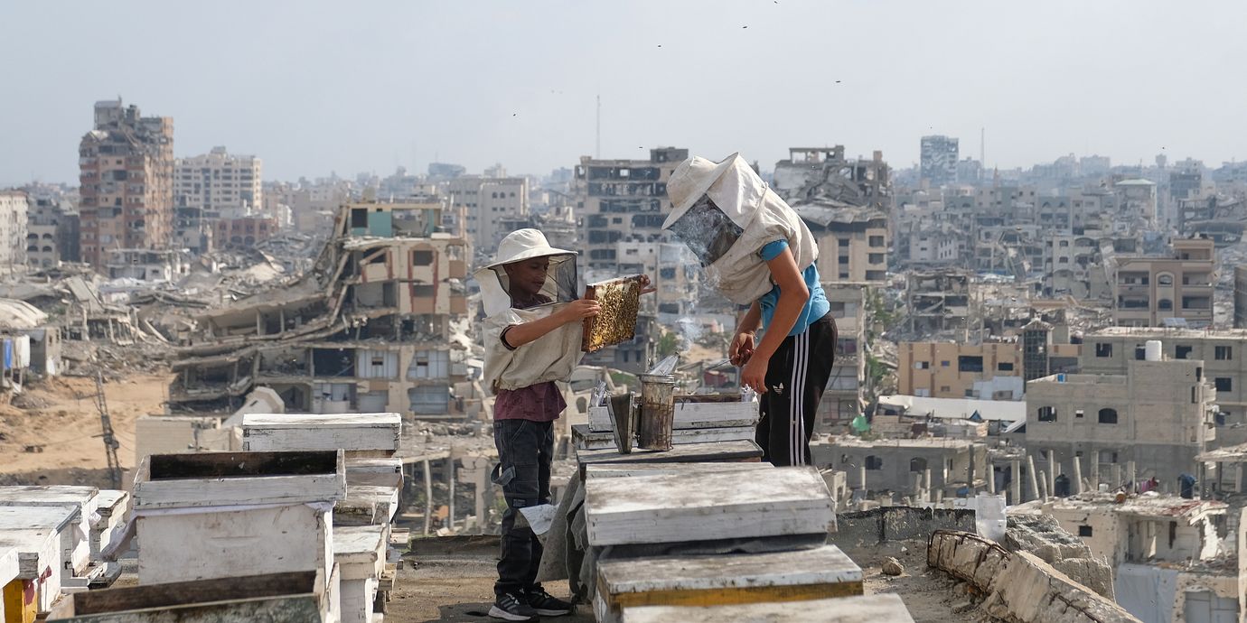 Biodlare skördar honung i Gaza stad den 8 augusti 2026.