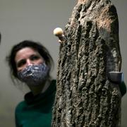 En anställd på British Museum dammar av en utställning. Alastair Grant / AP