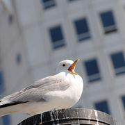
En skrikande mås på en skorsten i Malmö med Turning Torso i bakgrunden.