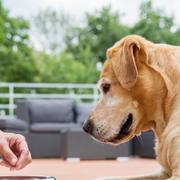 General Mills ser en ökad efterfrågan på hundmat 