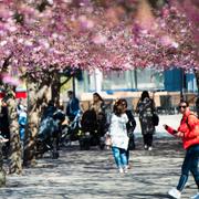 Illustrationsbild: Blommande körsbärsträd i Kungsträdgården i Stockholm. 