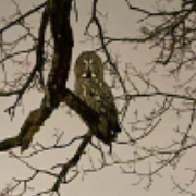 Ugglan på Lidingö/Arkivbild, uggla på Skansen. 