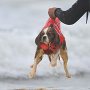 Hundarna gjorde upp i surf-VM.