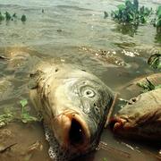 Död fisk i floden Guadalqivir efter dammbrottet i april 1998.