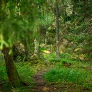 Skog på Utö. 