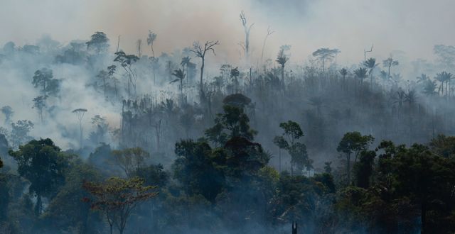 Brand i regnskogen. Leo Correa / TT NYHETSBYRÅN