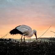 En stork boende i Wehrheim i närheten av Frankfurt. 