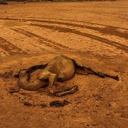 En kamel som dött av hunger i Puntland i Somalia.