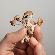 Psilocybin är ett ämne som bland annat finns i vissa svampar. Ämnet är narkotikaklassat i Sverige.