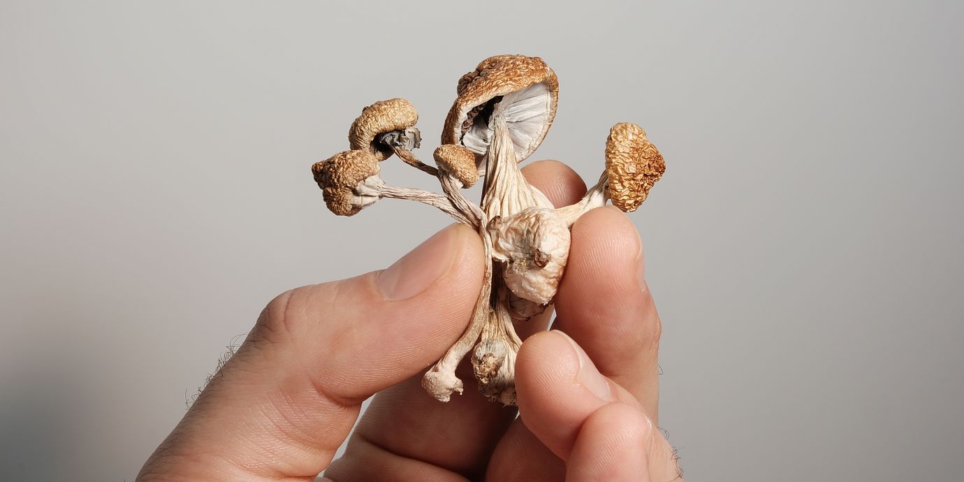 Psilocybin är ett ämne som bland annat finns i vissa svampar. Ämnet är narkotikaklassat i Sverige.