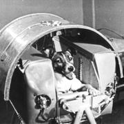 Hunden Laika i Sputnik 2. 