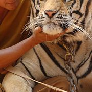 En buddhistisk munk kelar med en tiger vid templet i februari 2015. Tigrarna släpptes efter stor internationell press.