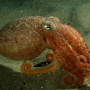 Bilden: Common Octopus, (Octopus vulgaris).  